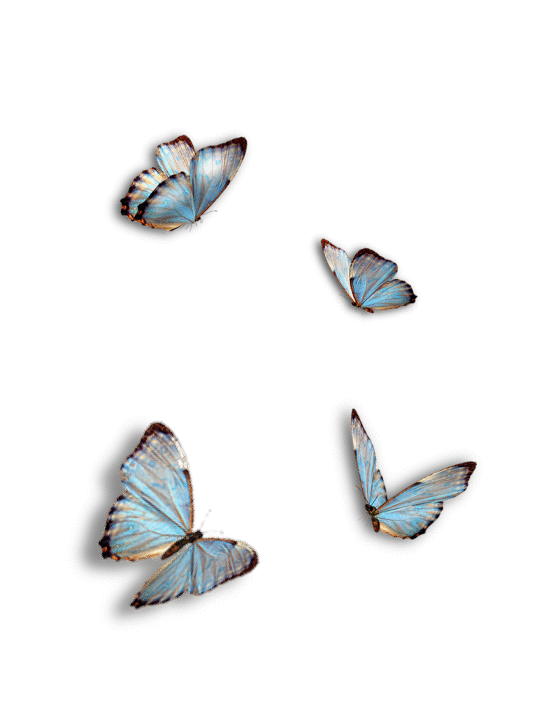 butterflies, blue, insect, isolated, butterflies, isolated, isolated, isolated, isolated, isolated